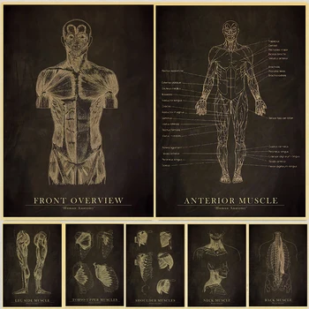 Винтажный Анатомический Скелет, Плакат на классной доске, принты на Крафт-бумаге, Декор для домашней комнаты студента-медика, Настенная живопись медицинского искусства