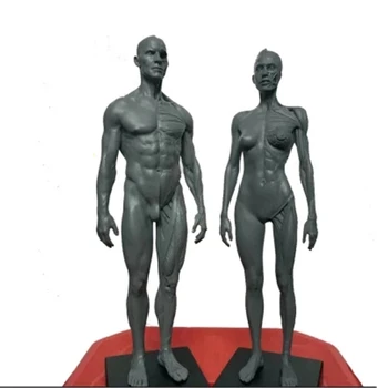 высота 30 см Анатомическая анатомия человека Череп Скульптура крови Модель головы тела Модель мышц кости Мужчины и женщины